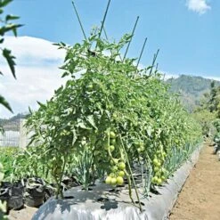 Knotty Takiron Green Steel Stakes, 7 16 Inch X 5 Feet Bundle Of 10 -Gardeners Edge Sales 115tsk 5