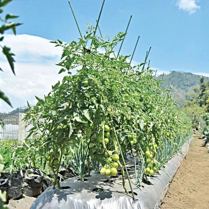 Knotty Takiron Green Steel Stakes, 7 16 Inch X 6 Feet Bundle Of 10 8 Knotty Takiron Green Steel Stakes, 7 16 Inch X 6 Feet Bundle Of 10 - Image 6