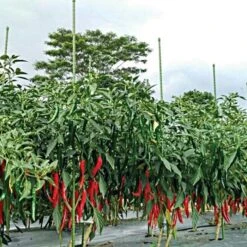 Knotty Takiron Green Steel Stakes, 7 16 Inch X 6 Feet Bundle Of 10 15 Knotty Takiron Green Steel Stakes, 7 16 Inch X 6 Feet Bundle Of 10 -Gardeners Edge Sales 116tsk 6