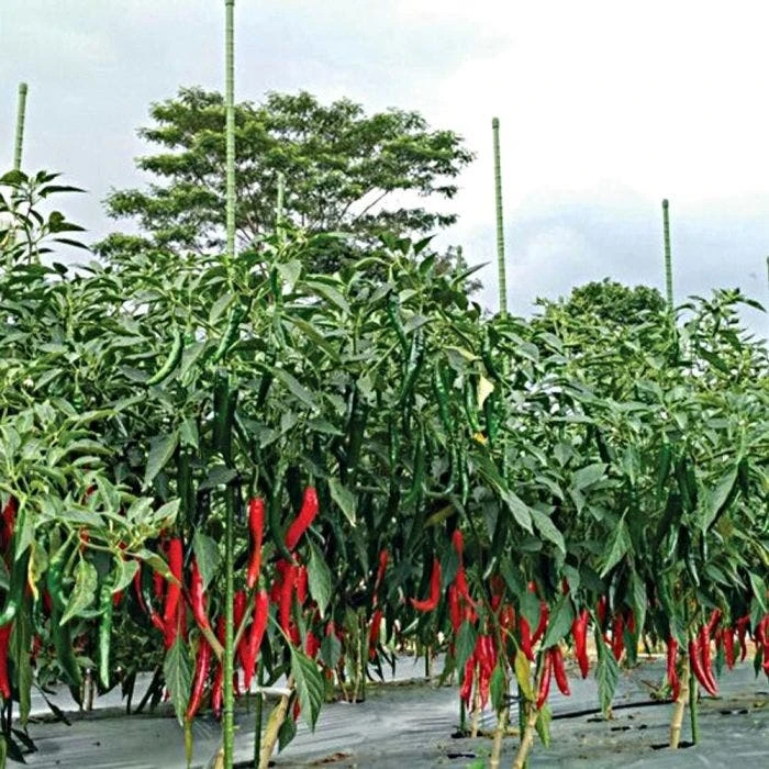 Knotty Takiron Green Steel Stakes, 7 16 Inch X 6 Feet Bundle Of 10 9 Knotty Takiron Green Steel Stakes, 7 16 Inch X 6 Feet Bundle Of 10 - Image 7