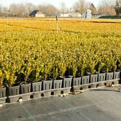 Standard Grade Roll, 3ft X 100ft -Gardeners Edge Sales 5031 2