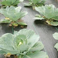 Standard Grade Roll, 3ft X 100ft -Gardeners Edge Sales 5031 3