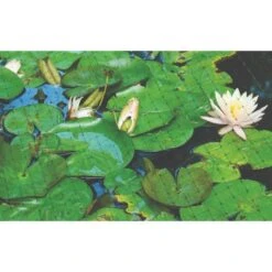 Netting 7ft X 100ft 3/4in Square Mesh -Gardeners Edge Sales 725pn pond