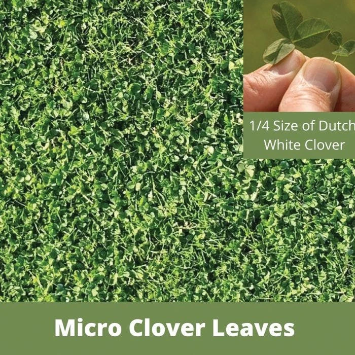 Micro Clover-1kft. 5 Micro Clover-1kft. - Image 3