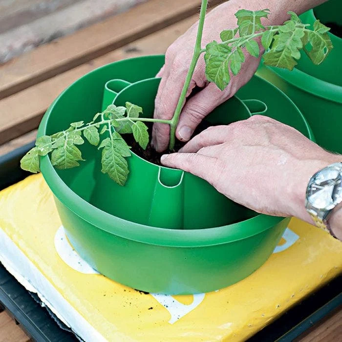 Green Plant Halos 3pk 6 Green Plant Halos 3pk - Image 4