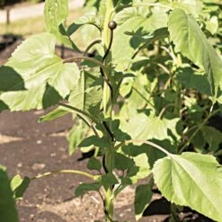 Decorative Spiral Supports Brown Finish 12 Pack -Gardeners Edge Sales 90135 2