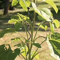 Decorative Spiral Supports Brown Finish 12 Pack -Gardeners Edge Sales 90135 3