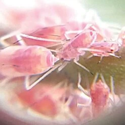 Active Eye Universal Mobile Phone Microscope -Gardeners Edge Sales aem60c 7