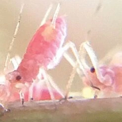 Active Eye Universal Mobile Phone Microscope -Gardeners Edge Sales aem60c 8