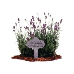 Stainless Steel Garden Marker, 3.5in X 6.5in, 12-Pack -Gardeners Edge Sales bl65 3