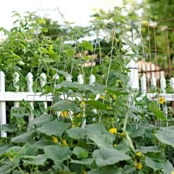 Cucumber Plant Support Frame, 48-Inch Galvanized -Gardeners Edge Sales cc48 2
