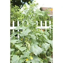 Cucumber Plant Support Frame, 48-Inch Galvanized -Gardeners Edge Sales cc48 4