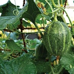 CocoNet Trellis Netting, 4 Feet X 100 Feet -Gardeners Edge Sales cn4100 2