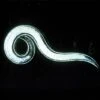 Double Death Nematodes 1 Million Count 1 Double Death Nematodes 1 Million Count -Gardeners Edge Sales ddnem1m