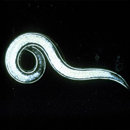 Double Death Nematodes 1 Million Count 1 Double Death Nematodes 1 Million Count -Gardeners Edge Sales ddnem1m