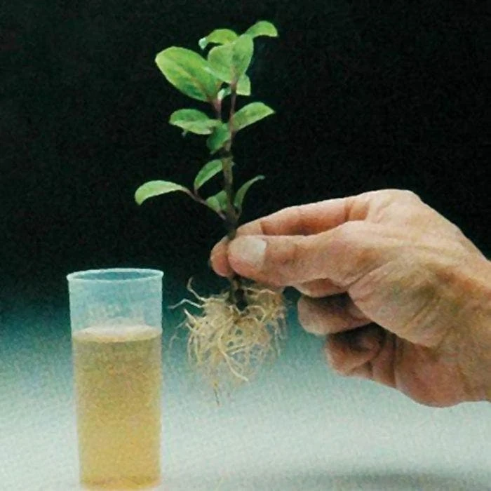 Dip 'N Grow Rooting Concentrate 16oz. 4 Dip 'N Grow Rooting Concentrate 16oz. - Image 2