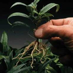 Dip'N Grow Rooting Hormone Concentrate, 2oz. -Gardeners Edge Sales dg2 2 1