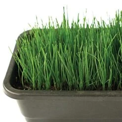 Fairlawn Blue And Rye Mix 5 Lb Bag 9 Fairlawn Blue And Rye Mix 5 Lb Bag -Gardeners Edge Sales fair5 3 1