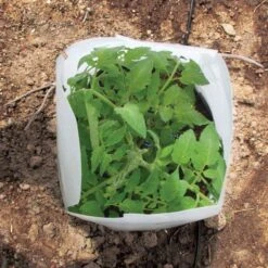 Grow It Now! Plant Protector, Small, 3-Pack 11 Grow It Now! Plant Protector, Small, 3-Pack -Gardeners Edge Sales fgosm3 2