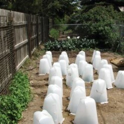 Grow It Now! Plant Protector, Small, 3-Pack