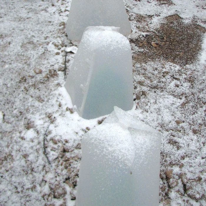 Grow It Now! Plant Protector, Small, 3-Pack 8 Grow It Now! Plant Protector, Small, 3-Pack - Image 6