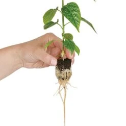 Grow Plugs 1400 Case -Gardeners Edge Sales fp1400 4