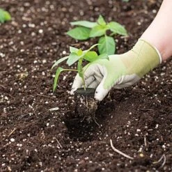 Grow Plugs 55 Count Bag -Gardeners Edge Sales fp55 2 1