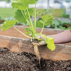 Grow Plugs 55 Count Bag -Gardeners Edge Sales fp55 3 1