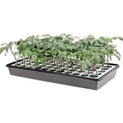 Nurture HydroFloat 55-Cell Seed Starting System