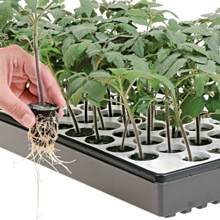 Nurture HydroFloat 55-Cell Seed Starting System 4 Nurture HydroFloat 55-Cell Seed Starting System - Image 2