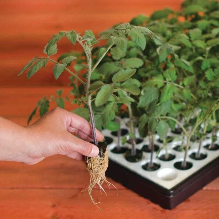 Nurture HydroFloat 55-Cell Seed Starting System 13 Nurture HydroFloat 55-Cell Seed Starting System - Image 11