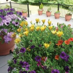 Daisy Rain Sprinkler Pots Set Of 3 -Gardeners Edge Sales g5011 10