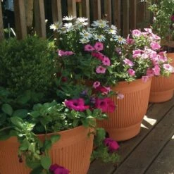 Daisy Rain Sprinkler Pots Set Of 3 -Gardeners Edge Sales g5011 5