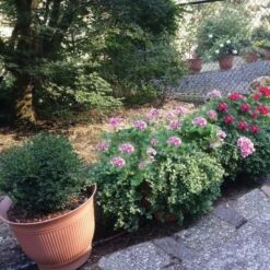 Daisy Rain Sprinkler Pots Set Of 3 -Gardeners Edge Sales g5011 8