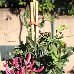 Connectors For Bamboo Stakes Red Pack Of 500 8 Connectors For Bamboo Stakes Red Pack Of 500 -Gardeners Edge Sales gc500r 2