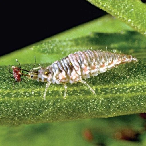 Green Lacewings 5000 Count 8 Green Lacewings 5000 Count -Gardeners Edge Sales glc5000