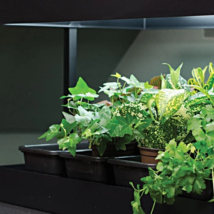 Self Watering Growlight Garden 6 Self Watering Growlight Garden - Image 4