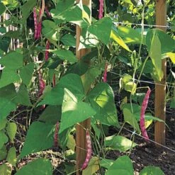 Hortonova Trellis Netting, 4 Feet X 50 Feet -Gardeners Edge Sales htn450 6