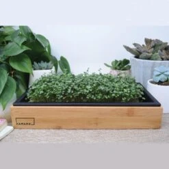 Hamama Home Microgreens Growing Kit With Bamboo Frame -Gardeners Edge Sales mgk2 5