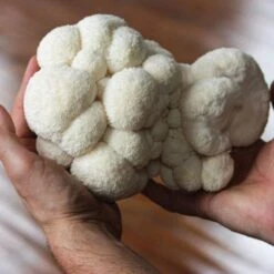 North Spore Lions Mane Indoor Mushroom Kit -Gardeners Edge Sales nslmk 2