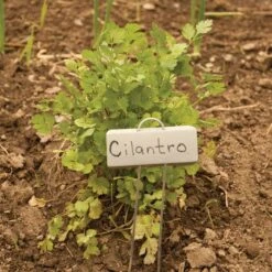 Display Garden Plant Markers, 10in, 25-Pack 8 Display Garden Plant Markers, 10in, 25-Pack -Gardeners Edge Sales pmd 10 1 1