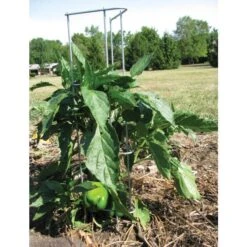 Pepper And Eggplant Support, 30-Inch, 3-Pack -Gardeners Edge Sales ps30 4