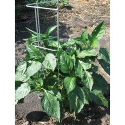 Pepper And Eggplant Support, 30-Inch, 3-Pack -Gardeners Edge Sales ps30 5