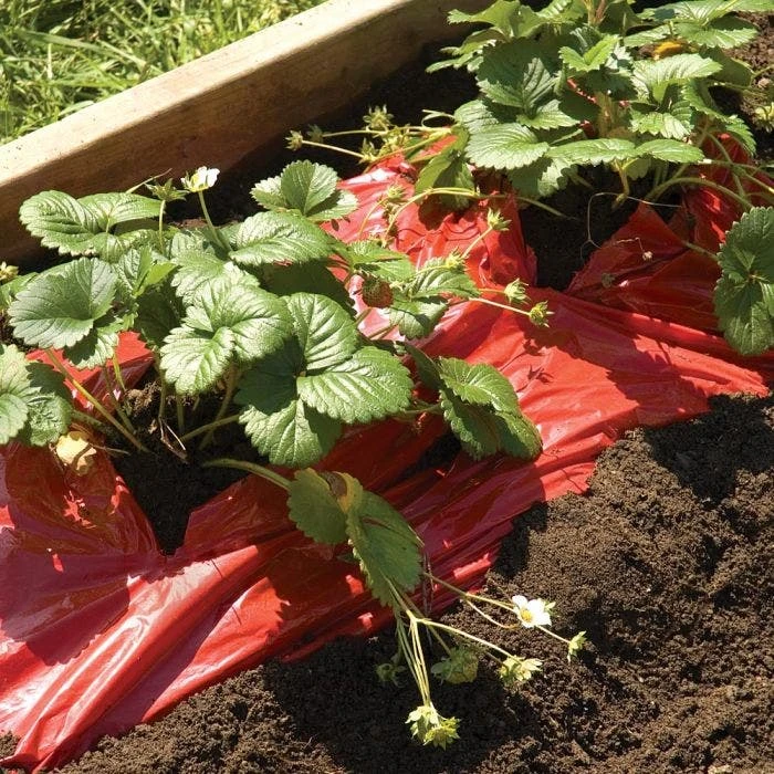Tomato Red Mulch Film Roll, 4ft X 30ft 4 Tomato Red Mulch Film Roll, 4ft X 30ft - Image 2