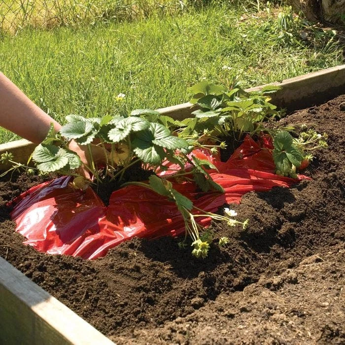 Tomato Red Mulch Film Roll, 4ft X 30ft 5 Tomato Red Mulch Film Roll, 4ft X 30ft - Image 3