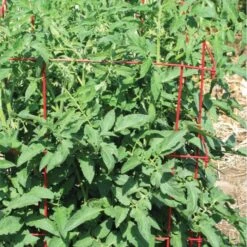 Red Powder Coat Tomato Cages, 48in X 14in, 3-Pack -Gardeners Edge Sales tcr48 2