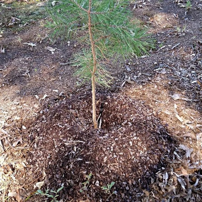 TreeDiaper®, 24", Round 4 TreeDiaper®, 24", Round - Image 2