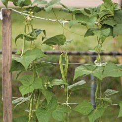 Trellis Netting, 5ft X 328ft -Gardeners Edge Sales tn5328 14