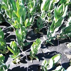 Trellis Netting, 5ft X 328ft -Gardeners Edge Sales tn5328 18