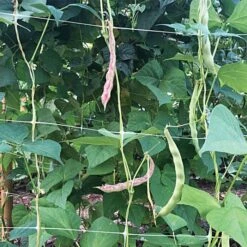 Trellis Netting, 5ft X 328ft -Gardeners Edge Sales tn5328 5